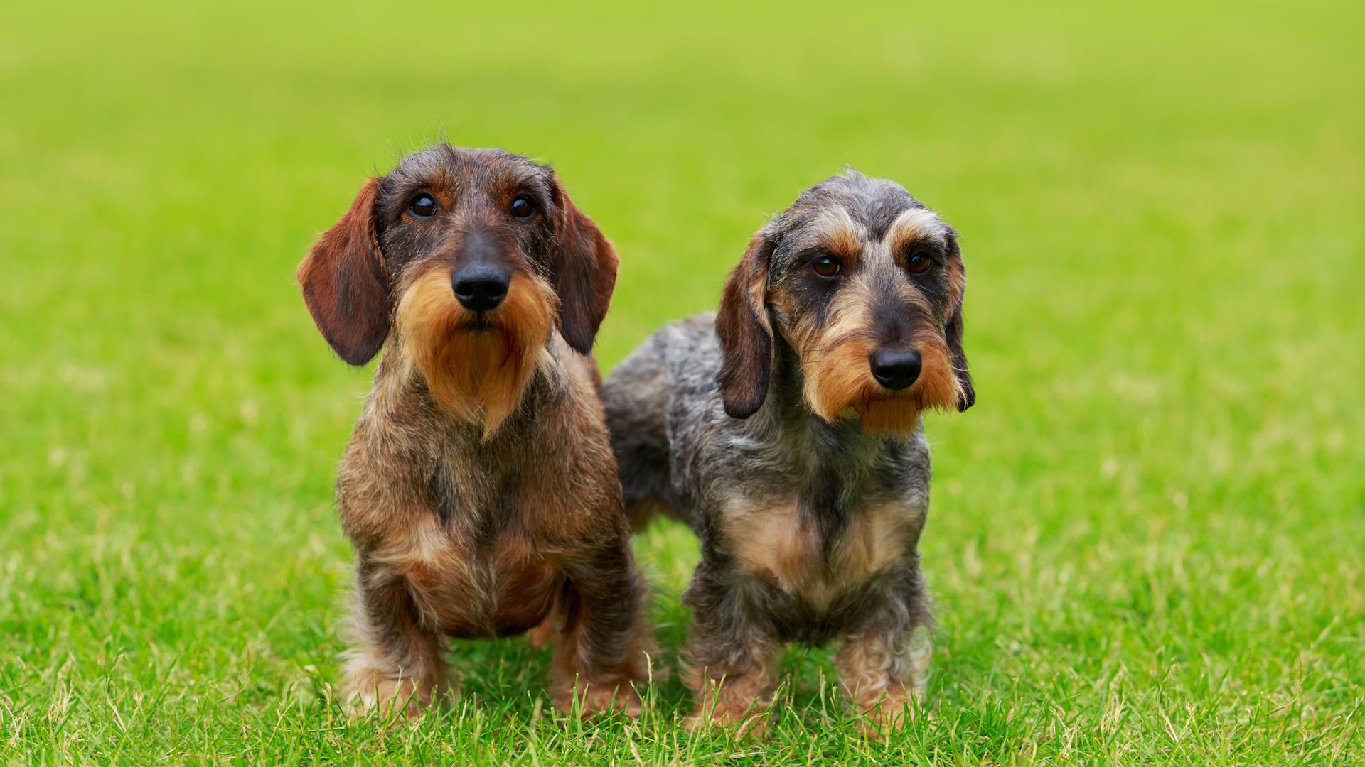 Dachshund (Miniature Wire Haired)